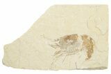 Cretaceous Fossil Shrimp - Lebanon - Photo 2